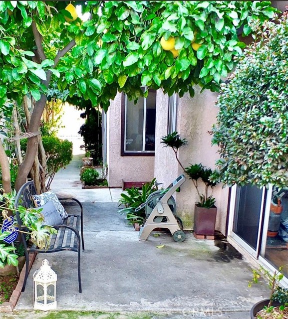 Side yard fruit trees