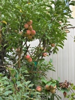 https://media.crmls.org/medias/ab9b52f2-7bfe-49be-b8a7-f03bfb9cdfe4.jpg?preset=X-Large