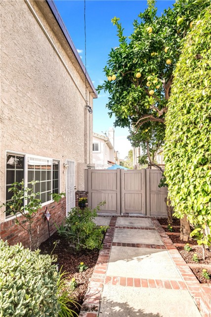 Private Entry way w/mature Grapefruit and lemon tree
