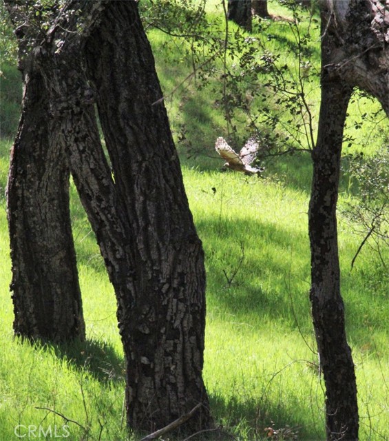 Detail Gallery Image 54 of 66 For 5049 Ca-78, Santa Ysabel,  CA 92070 - 3 Beds | 2/1 Baths