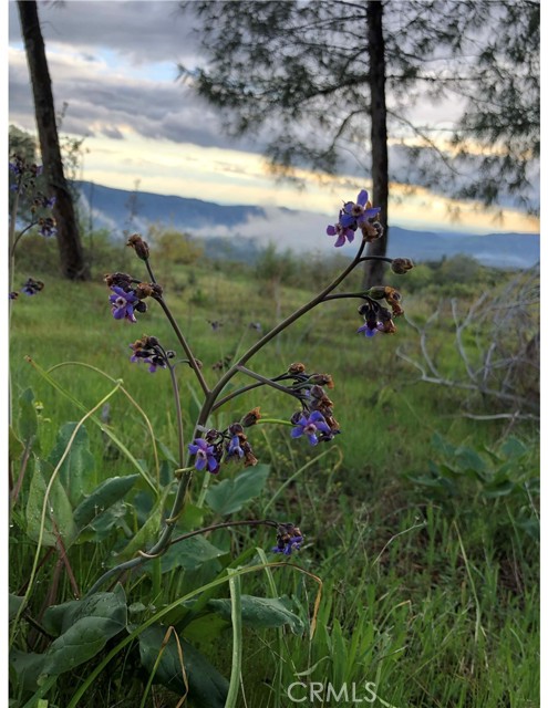 Detail Gallery Image 29 of 41 For 0 Old Yosemite Rd, Oakhurst,  CA 93644 - – Beds | – Baths