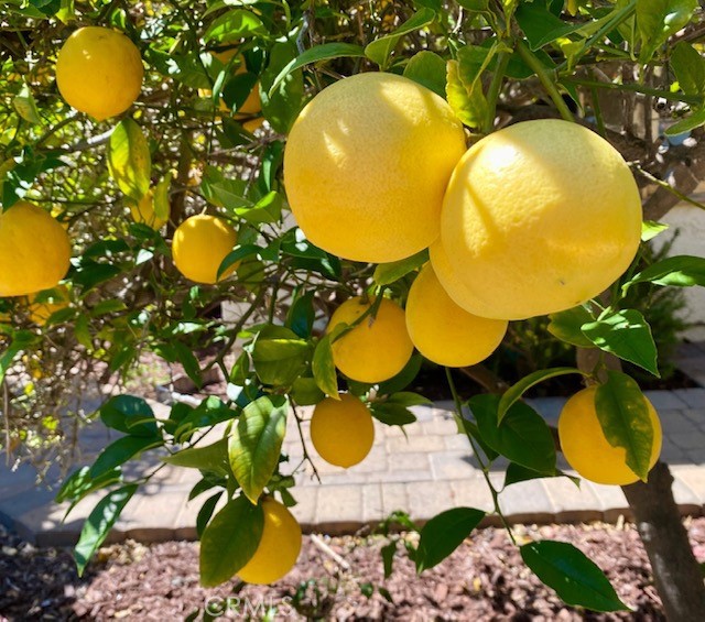 Beautiful, productive lemon tree.