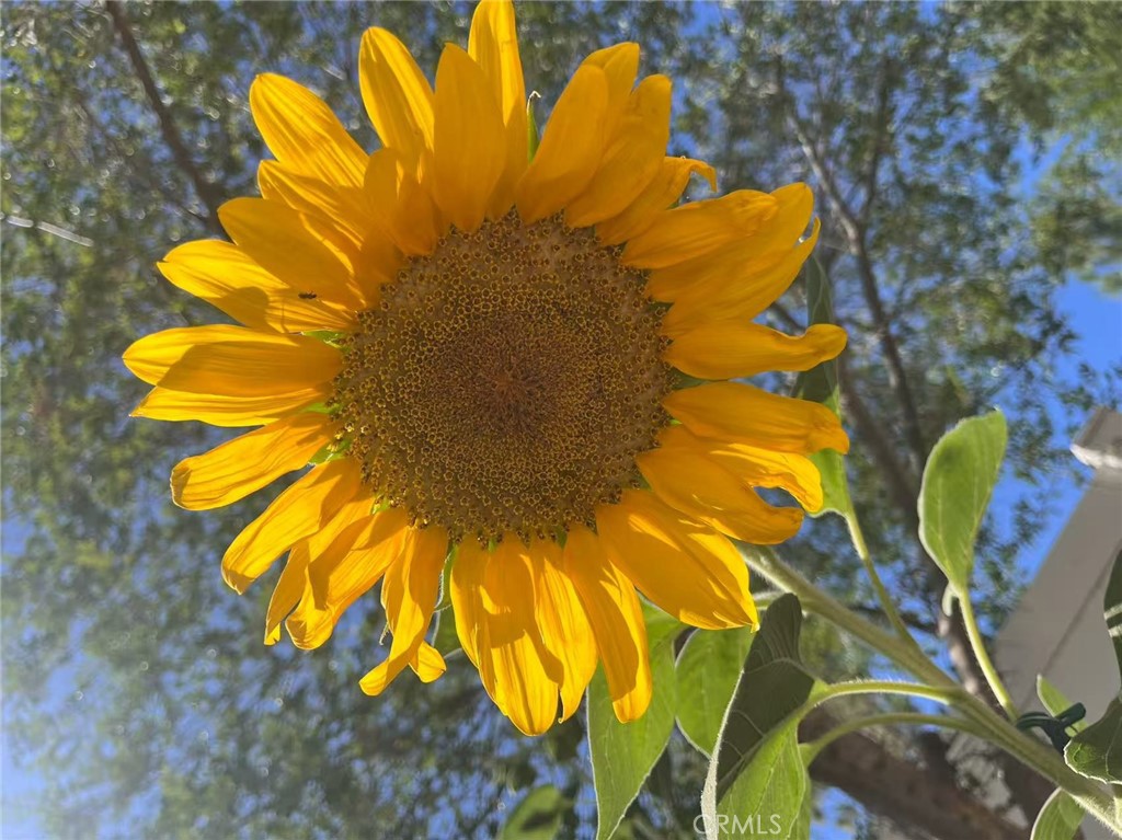 MLS #WS25271554 image #19