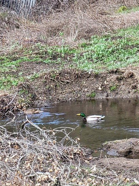 Detail Gallery Image 36 of 66 For 5049 Ca-78, Santa Ysabel,  CA 92070 - 3 Beds | 2/1 Baths
