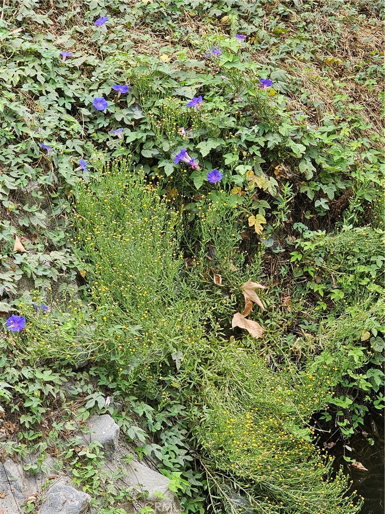 https://media.crmls.org/medias/ad4f9ea6-5013-43d7-a04e-bf18d27d97f5.jpg?preset=X-Large