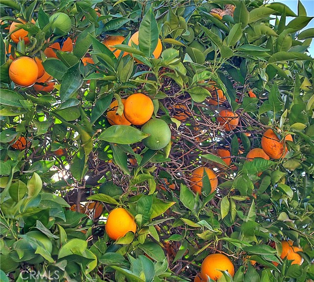 Fruit trees in Backyard