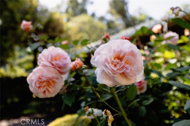 85 S San Rafael Avenue, Pasadena CA: https://media.crmls.org/medias/ad5f1851-5f88-4ed5-ad5d-603c5454f609.jpg