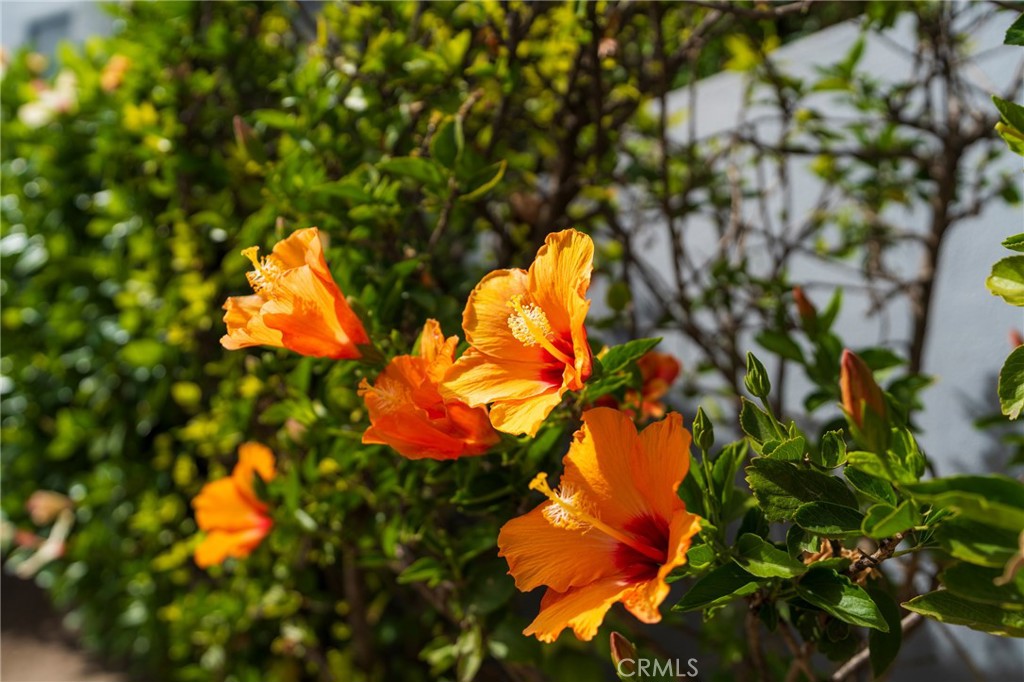 https://media.crmls.org/medias/ad895fe0-9530-45f9-be02-6492ff031109.jpg?preset=X-Large