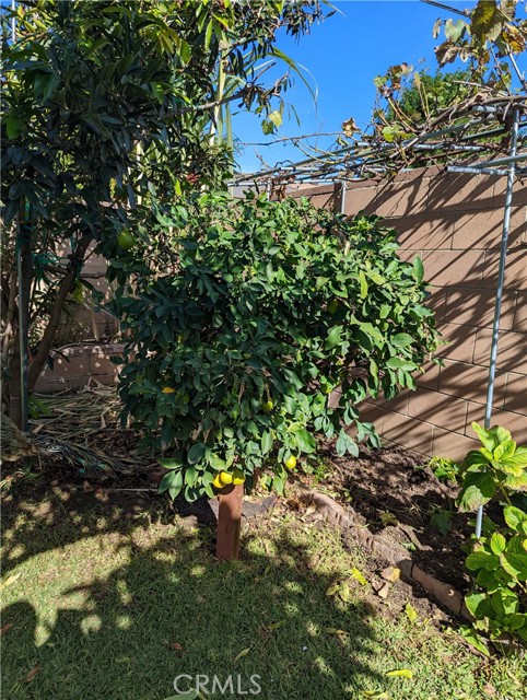 Meyer Lemon Tree