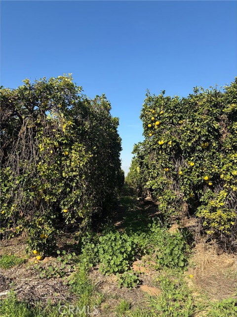 0 Dufferin, Riverside CA: https://media.crmls.org/medias/ae2afeb1-8e67-4ae1-8f4b-6030100445d5.jpg