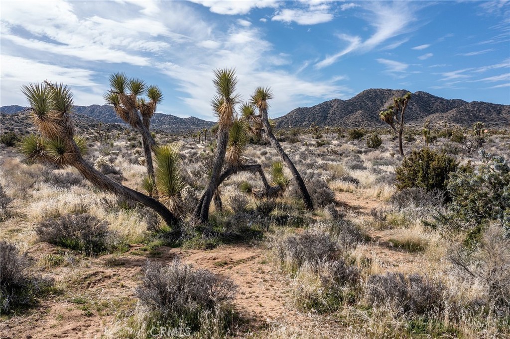 MLS #JT25254535 image #43