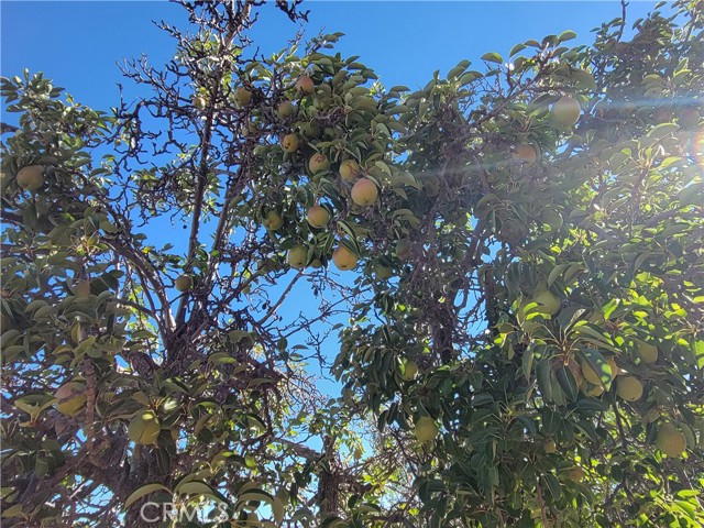 59120 Coyote Canyon Road, Anza CA: https://media.crmls.org/medias/af7fdc8c-3efc-43cc-8de8-7c4b7e603da2.jpg