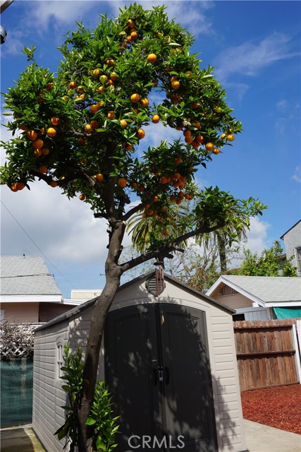 Lovely Orange tree