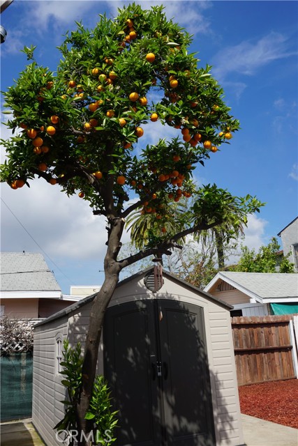 Lovely Orange tree