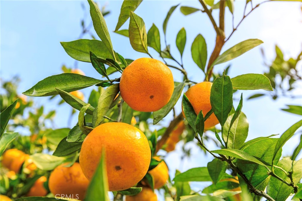 https://media.crmls.org/medias/b0957c37-a261-4c87-af0c-45a9624f0953.jpg?preset=X-Large