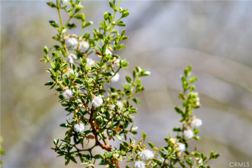 MLS #PW25231303 image #38