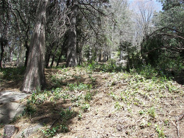 Detail Gallery Image 63 of 73 For 21636 Sawpit Canyon, Cedarpines Park,  CA 92322 - 3 Beds | 2 Baths