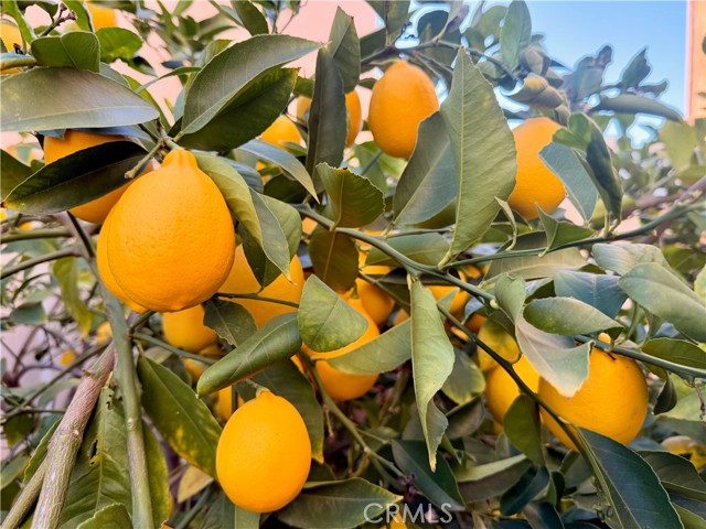 Detail Gallery Image 63 of 71 For 46302 Lone Pine Dr, Temecula,  CA 92592 - 4 Beds | 3 Baths