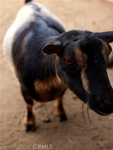 Happy goats