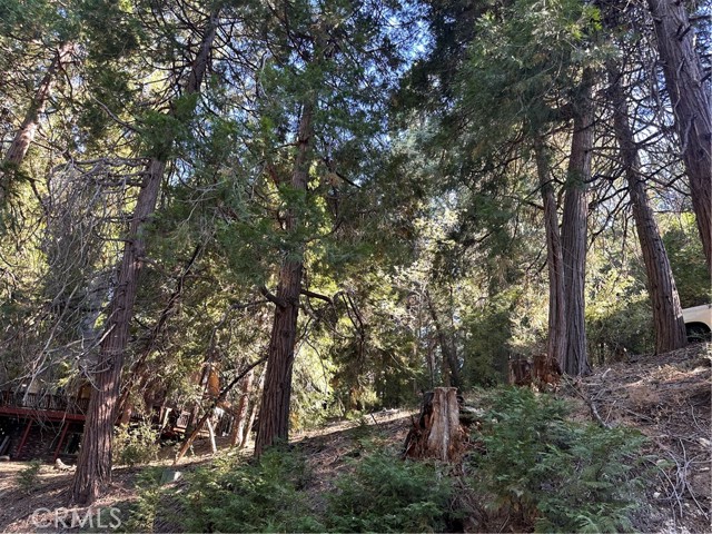 0 Alder Terrace, Cedar Glen, California 92321, ,Land,For Sale,0 Alder Terrace,CREV24034135