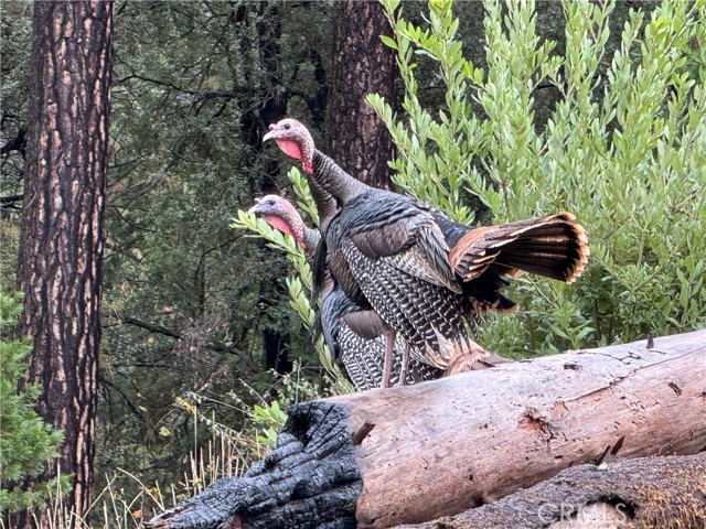 Detail Gallery Image 31 of 50 For 13159 Mullen, Oroville,  CA 95965 - 3 Beds | 2/1 Baths