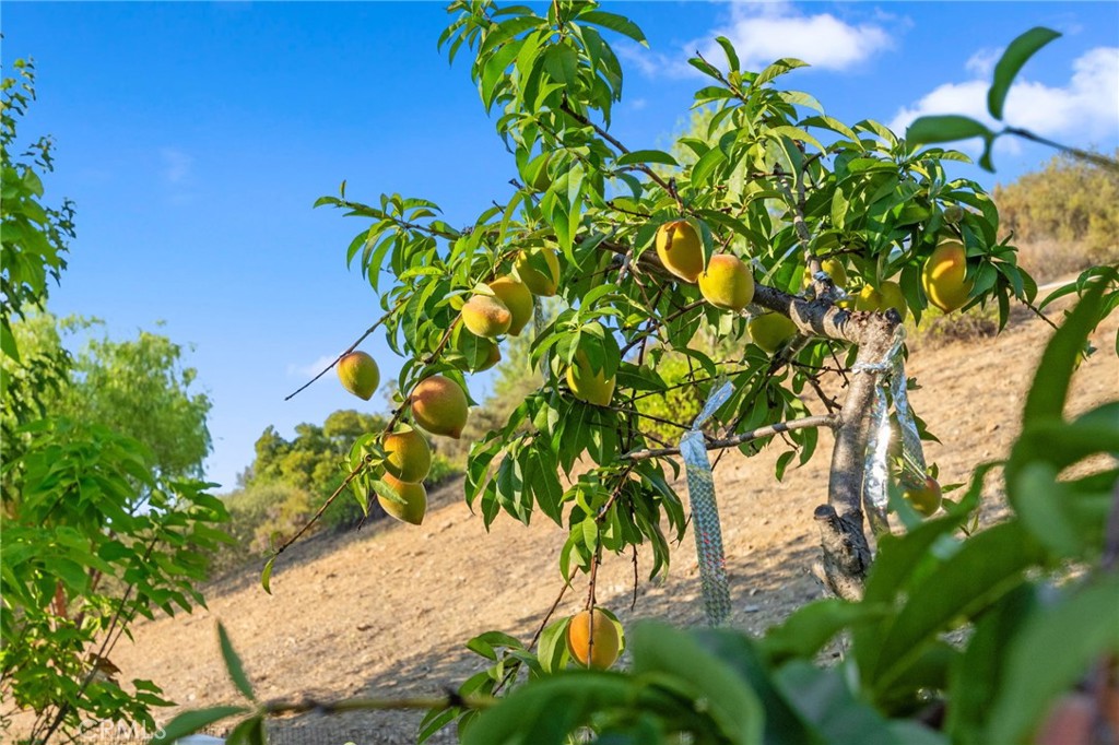 MLS #SW25180058 img 44