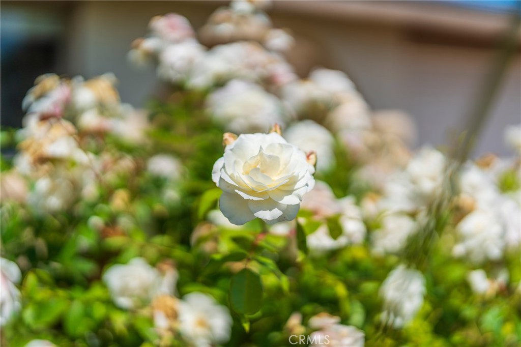 https://media.crmls.org/medias/b2fa7d52-1c27-497e-8499-7af31d13970a.jpg?preset=X-Large