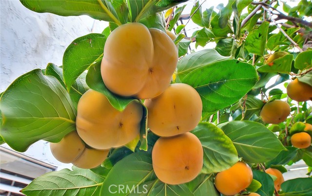 Fuyu Persimmon Tree Ready For The Picking!