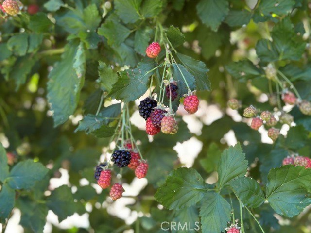 Black berry bush in the back yard