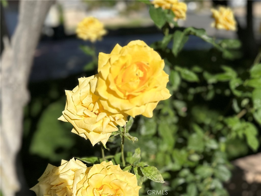 https://media.crmls.org/medias/b5ecbe30-ddf6-45c8-9500-063306149138.jpg?preset=X-Large