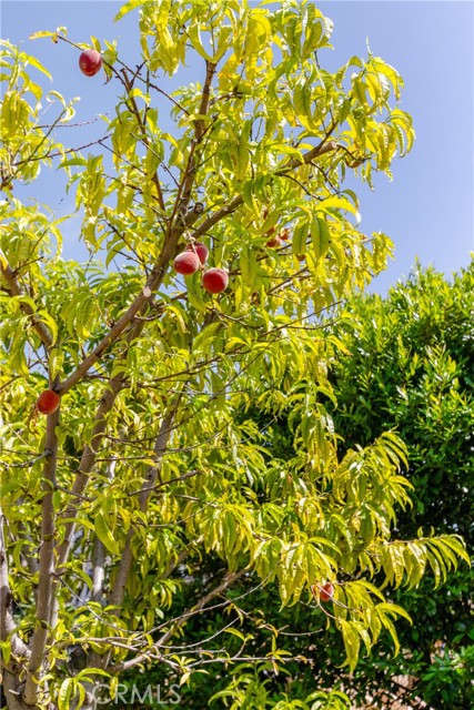 Detail Gallery Image 28 of 65 For 33695 Blue Lantern St, Dana Point,  CA 92629 - 4 Beds | 4/2 Baths