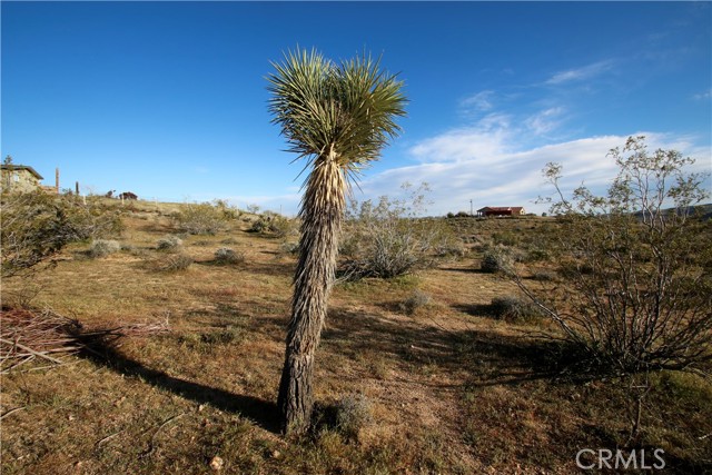 Detail Gallery Image 4 of 4 For 111 Perris, Landers,  CA 92285 - – Beds | – Baths