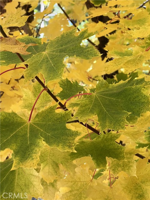 Detail Gallery Image 43 of 44 For 29729 Katherine Way, Cedar Glen,  CA 92321 - 4 Beds | 2 Baths