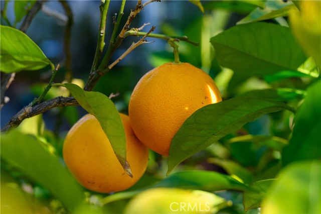 Detail Gallery Image 47 of 47 For 1811 Maiden Ln, Petaluma,  CA 94954 - 5 Beds | 3 Baths