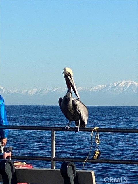 Detail Gallery Image 17 of 35 For 352 354 Eucalyptus, Avalon,  CA 90704 - – Beds | – Baths