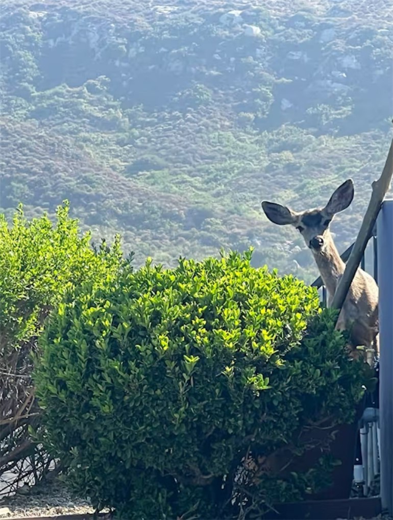 MLS #OC25239224 image #34