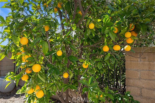 Image 31 of 52 For 28782 Bolanos