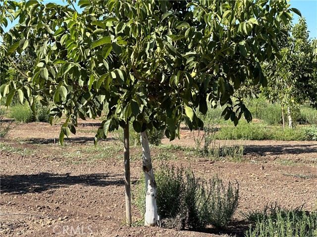 0 Kelly W Lane, Chico CA: https://media.crmls.org/medias/b850de33-2169-4e83-adfd-fe3c76e6bbf4.jpg