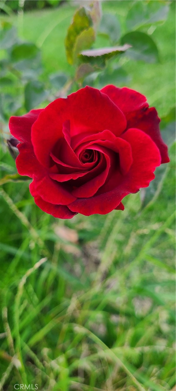 https://media.crmls.org/medias/b8cbb4d2-7b62-4042-8c85-0f39d7665f7a.jpg?preset=X-Large