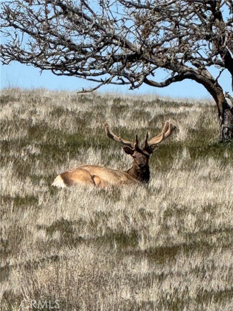 Detail Gallery Image 39 of 44 For 8050 Bitterwater Road, Shandon,  CA 93461 - 3 Beds | 1 Baths