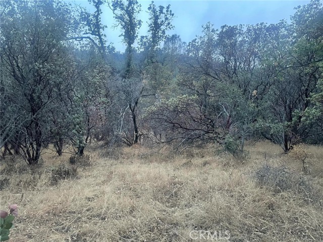 Detail Gallery Image 12 of 19 For 43020 Apache Ranch Rd, Ahwahnee,  CA 93601 - – Beds | – Baths