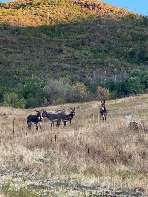 6321 Mosher Road, Mariposa, California 95338, ,Land,For Sale,6321 Mosher Road,CRFR23204511