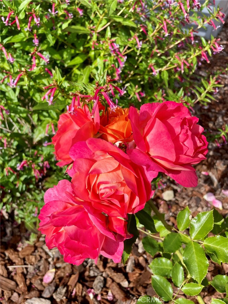 https://media.crmls.org/medias/ba7ff99f-64d3-407e-a1fa-8c1e3adea101.jpg?preset=X-Large