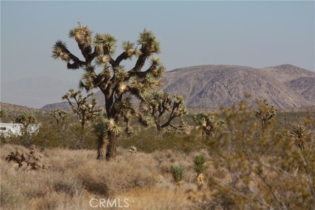 Detail Gallery Image 12 of 14 For 0 Songbird Ln, Yucca Valley,  CA 92264 - – Beds | – Baths