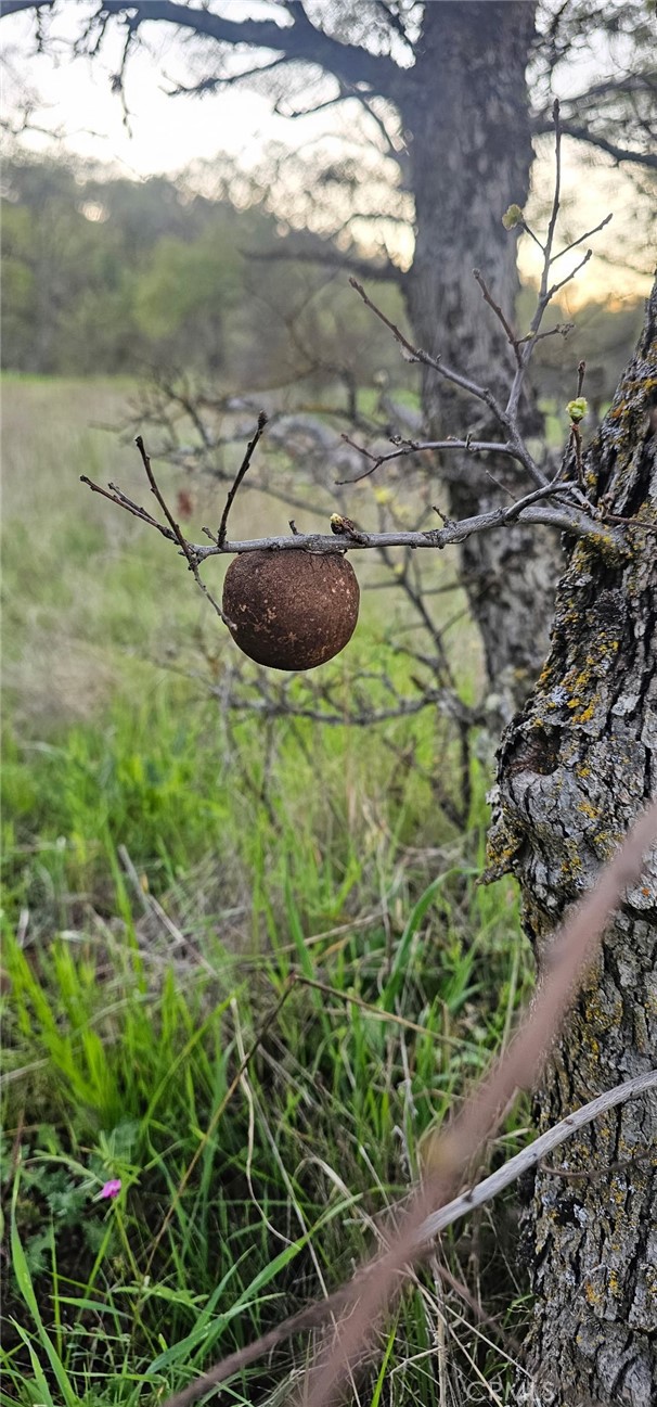 Detail Gallery Image 8 of 10 For 9145 Hunters Valley, Mariposa,  CA 95338 - – Beds | – Baths