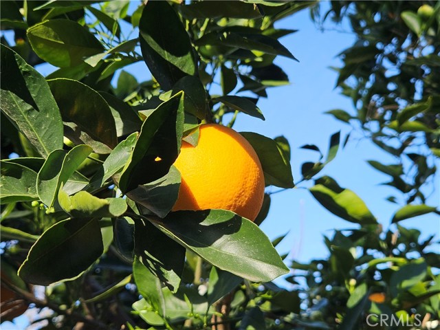 Detail Gallery Image 11 of 19 For 1608 Independence Ave, Redlands,  CA 92374 - 3 Beds | 2 Baths