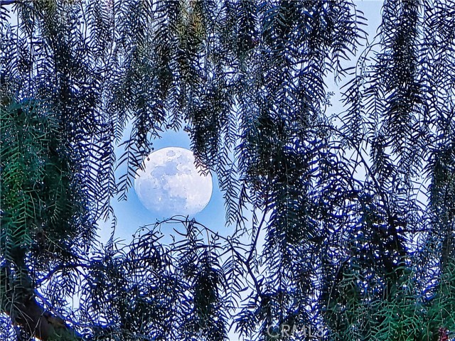 Detail Gallery Image 49 of 49 For 11064 Plainview, Tujunga,  CA 91042 - 4 Beds | 1 Baths