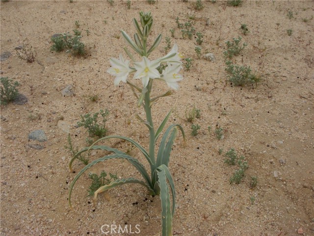 Desert lilies on property