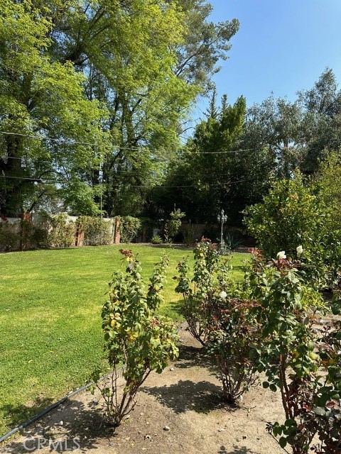 Rose garden in the backyard