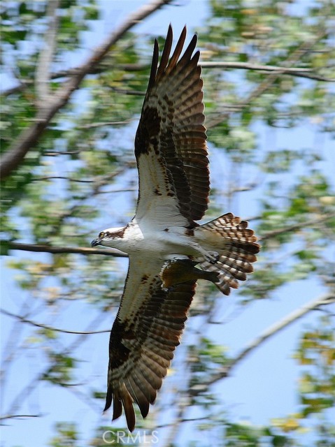 Detail Gallery Image 71 of 72 For 3153 Saint Francis Dr, Lakeport,  CA 95453 - 3 Beds | 2 Baths